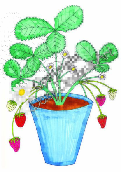 Aardbeienplant - Handgemaakte Tekening